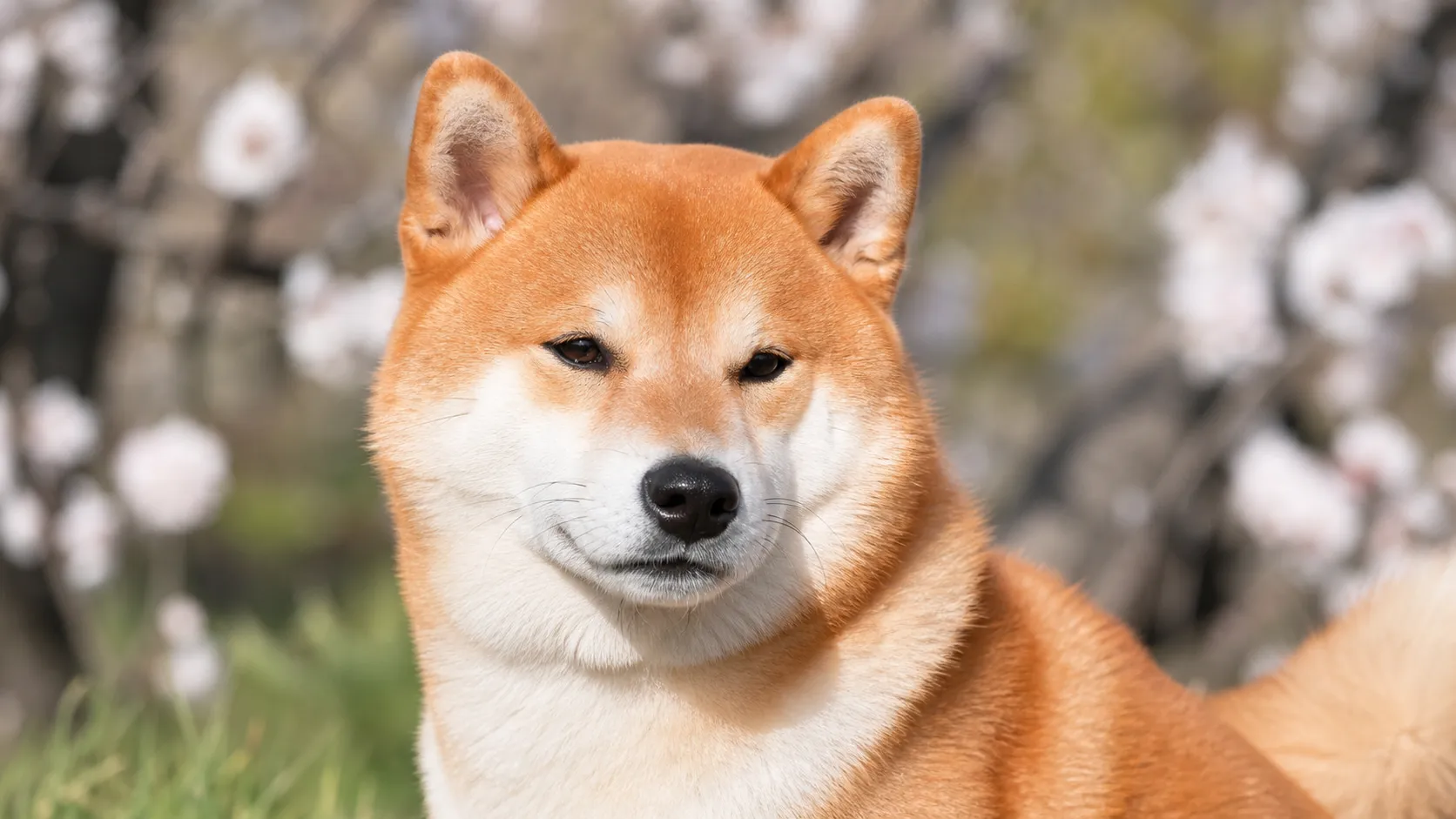 犬 皮膚が弱い トリミング