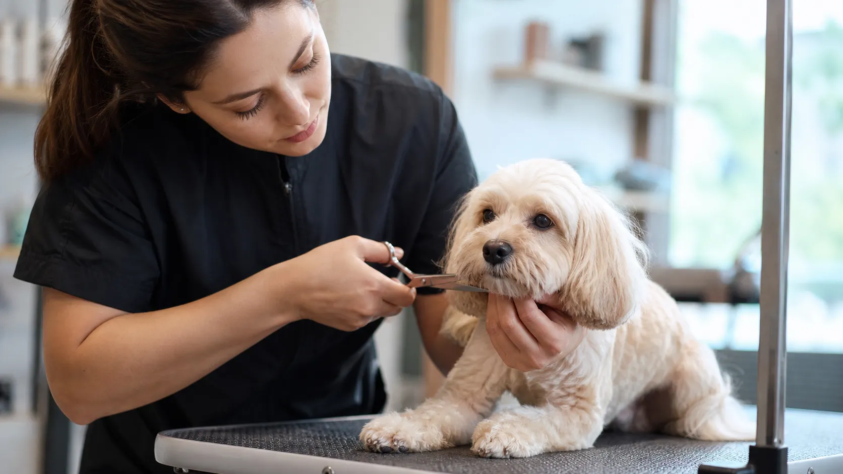 犬 皮膚が弱い トリミング