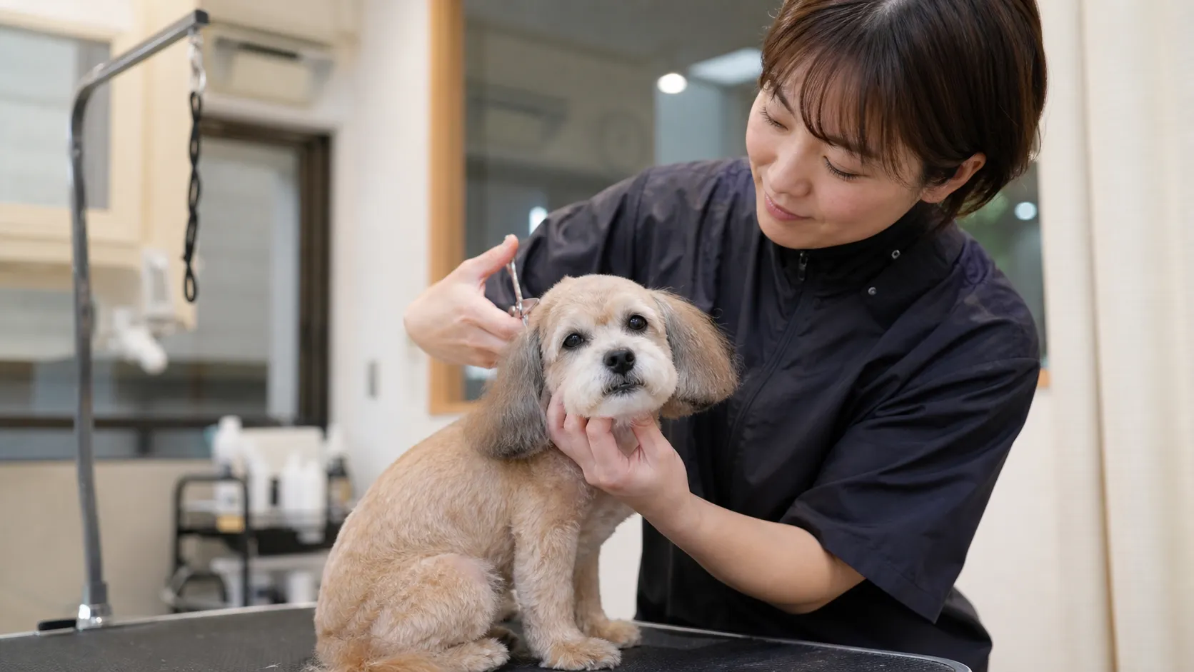 プレシニア犬 トリミング 注意点