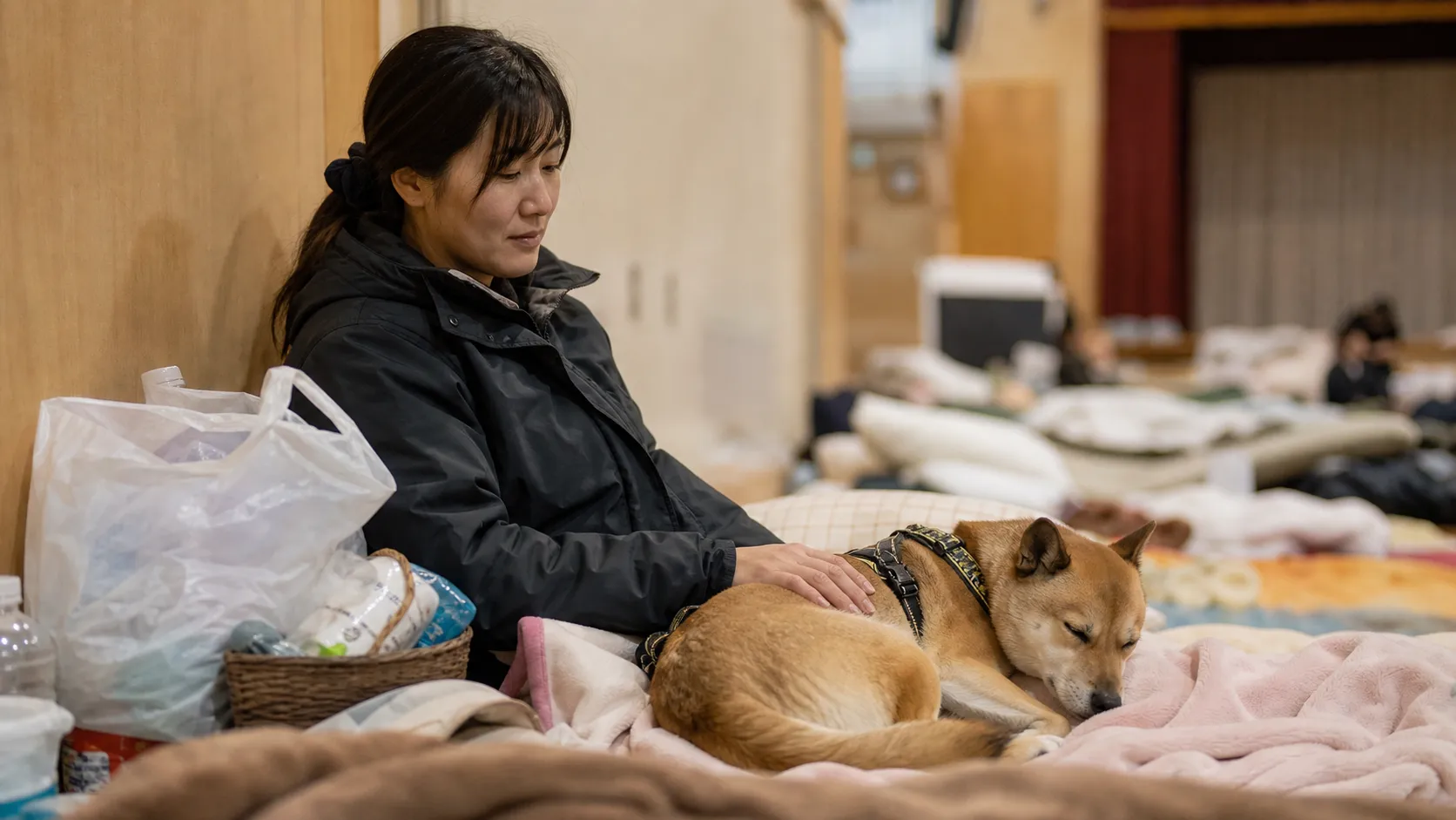 愛犬 避難所 過ごし方