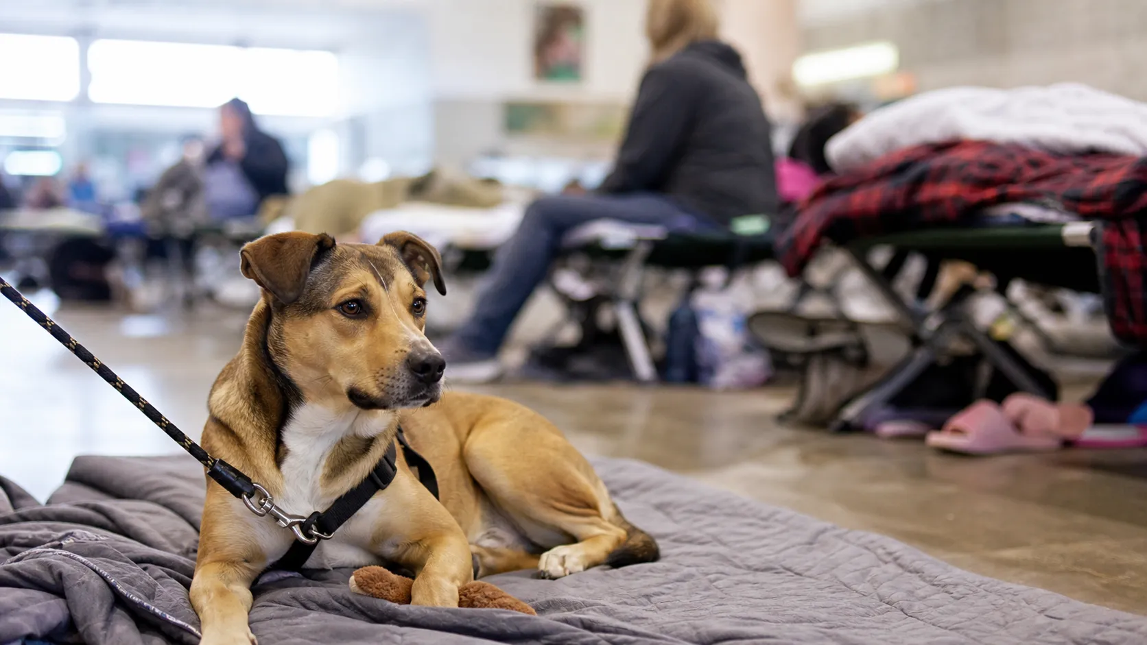 愛犬 避難所 過ごし方